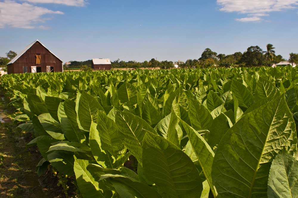 Jaime Partagás war im Besitz einiger der besten Plantagen der Vuelta Abajo und hatte daher immer Zugriff auf besten Tabak. Kubanische Zigarrenmarken. marcas de puros cubanos