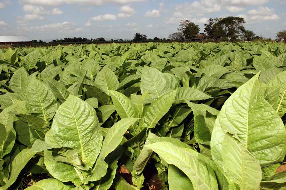 Tobaccos of outstanding quality also come from the Remedios region.