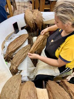 In dieser Abteilung der Fabrik, der Blattsortierung, entstand wahrscheinlich die Legende von den auf den Schenkeln von Jungfrauen gerollten Zigarren. Lediglich die Blätter werden jedoch auf den Schenkeln abgelegt.