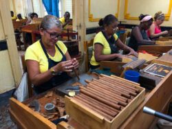 Es sind die langen und schlanken Formate, für die die Marke Cohiba immer bekannt war. Fidel Castro bevorzugte sie, heute sind sie leider ein wenig aus der Mode gekommen. Doch wer weiß, vielleicht gibt es ein Comeback.