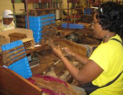 Eine „Laguito“-Torcedora bei der Arbeit, man erkennt sie an ihrem gelben Cohiba-Marken-Shirt. Der Arbeitsplatz ist jedoch typisch und in allen Fabriken nahezu identisch. Auch heute noch arbeiten sehr viele Frauen hier.
