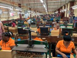 Die Galera in der Corona-Manufaktur: Hunderte Torcedores rollen hier begehrte Habanos. Die Corona-Manufaktur ist die Casa Matriz, das Stammhaus, verschiedener Habanos-Marken.