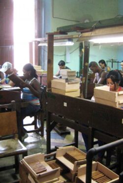 Auch in der Galera der Romeo y Julieta Fabrik wird fleißig gearbeitet.