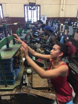 In der heutigen Partagás-Manufaktur, in der die Zigarren der Marke Quai-d'Orsay gefertigt werden, werden natürlich auch viele andere Marken produziert.