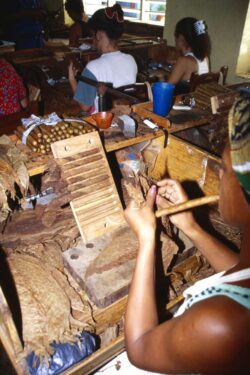 The torcedores still master the production of long and slender formats such as the Trinidad Fumadores and enjoy them, as you can see here.