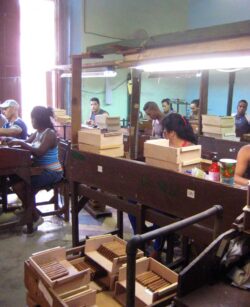 Während der Renovierung befand sich im Gebäude der ehemaligen José L. Piedra-Fabrik eine Ausbildungsstätte für Torcedores.