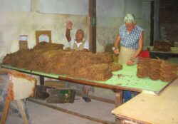 Heute wird in dem Gebäude der ehemaligen José L. Piedra-Fabrik die Tradition der Zigarrenherstellung fortgesetzt, jetzt als offizielle Romeo y Julieta-Fabrik. Viele der Angestellten arbeiten dort schon seit Jahrzehnten.