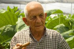 Alejandro Robaina in seinem Element: inmitten prächtiger Tabakpflanzen. (Quelle: Habanos S.A.)